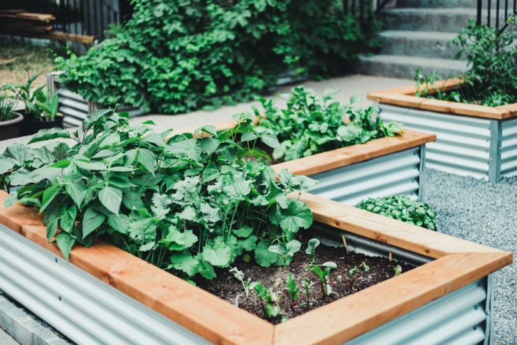 Eco-Friendly Garden at Home